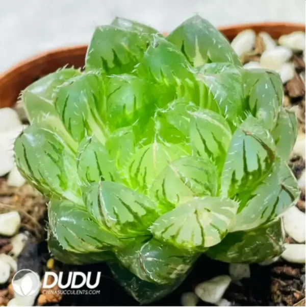 Haworthia Emerald Cloud - Image 2