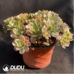 Aeonium Sweet Tea Clustering - Image 2