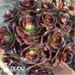 Aeonium Arboreum Velour European clustering