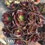 Aeonium Arboreum Velour European clustering - Image 2