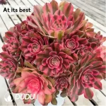 Aeonium Xiangfei (single head with side buds)