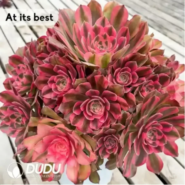 Aeonium Xiangfei (single head with side buds) - Image 1