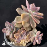 Aeonium Xiangfei (single head with side buds) - Image 3