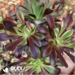 Aeonium Jiannanchun clustering
