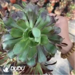 Aeonium Jiannanchun clustering - Image 2