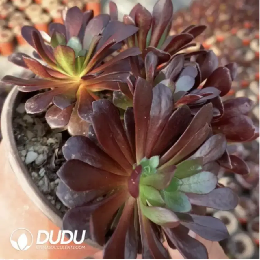 1756117634-1-196.webp Aeonium Red Sun Clustering - Image 1