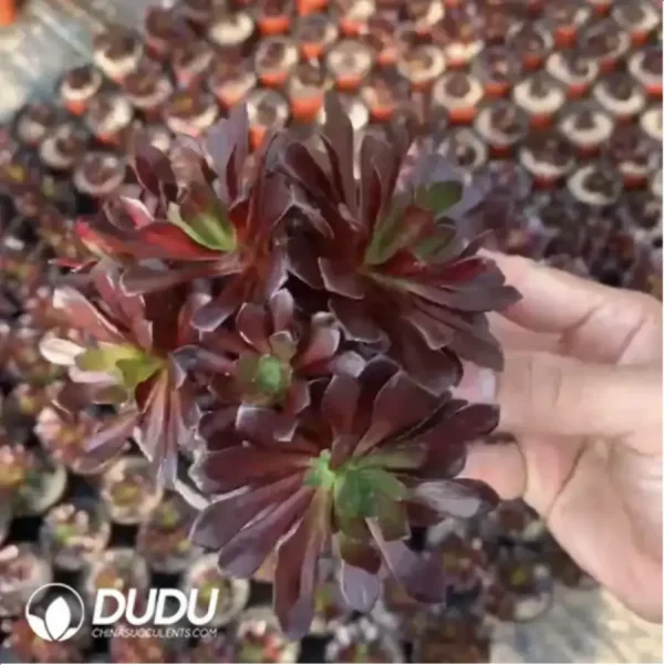 Aeonium Red Sun Clustering - Image 2
