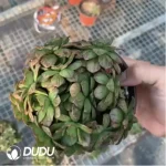 Aeonium Nine-Tailed Clustering