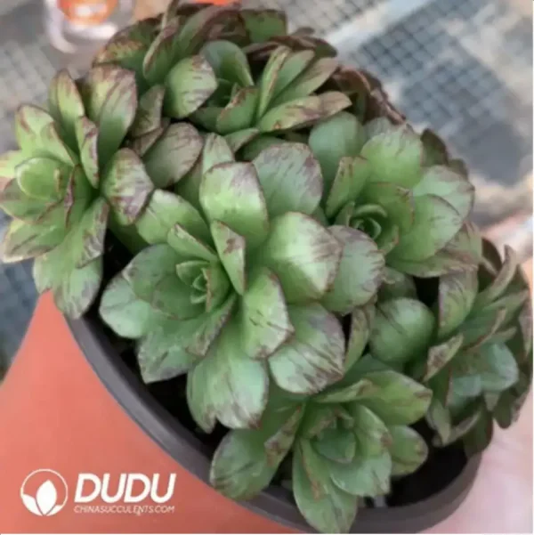 Aeonium Nine-Tailed Clustering - Image 2