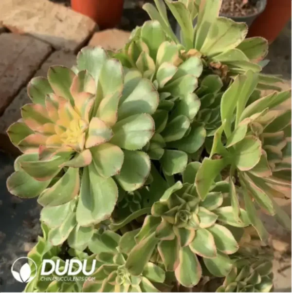 1756117639-1-193.webp Aeonium gorgeous sun umbrella Clustering - Image 1