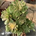 Aeonium gorgeous sun umbrella Clustering - Image 2