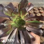 Aeonium Aurora
