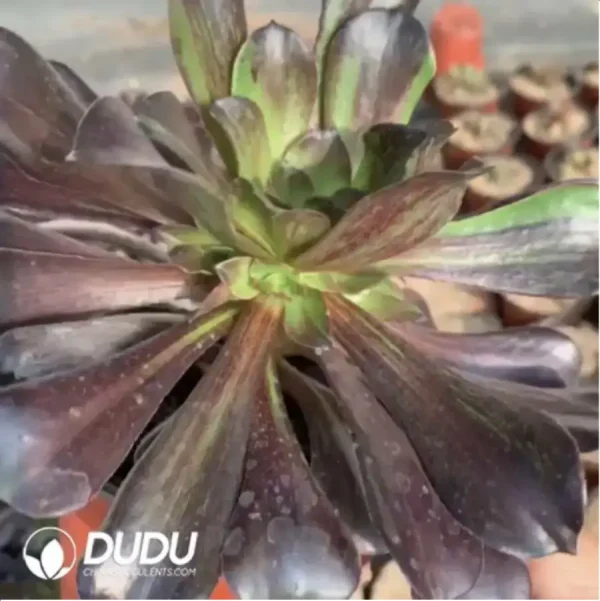 Aeonium Aurora - Image 2