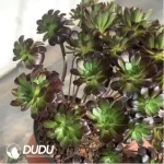 Aeonium Red Sun Clustering