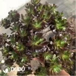 Aeonium Red Sun Clustering - Image 2