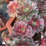 Aeonium Paradise Lost Clusering