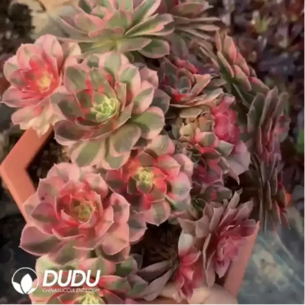 Aeonium Paradise Lost Clusering - Image 2