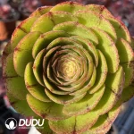 Aeonium Halloween Silky/Brushed Variegated