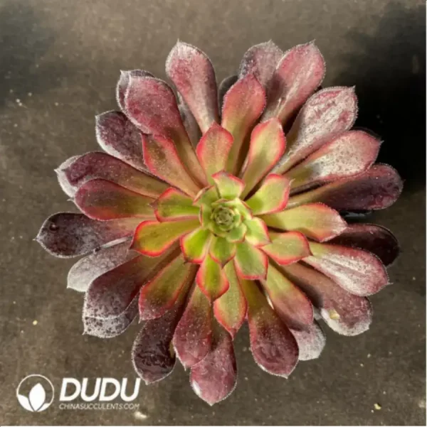 1756117652-1-188.webp Aeonium Black Swan - Image 1