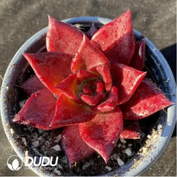 1756117653-1-187.webp Echeveria Romeo Rubin - Image 1