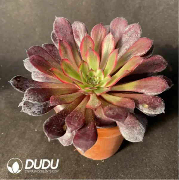 1756117653-2-188.webp Aeonium Black Swan - Image 2