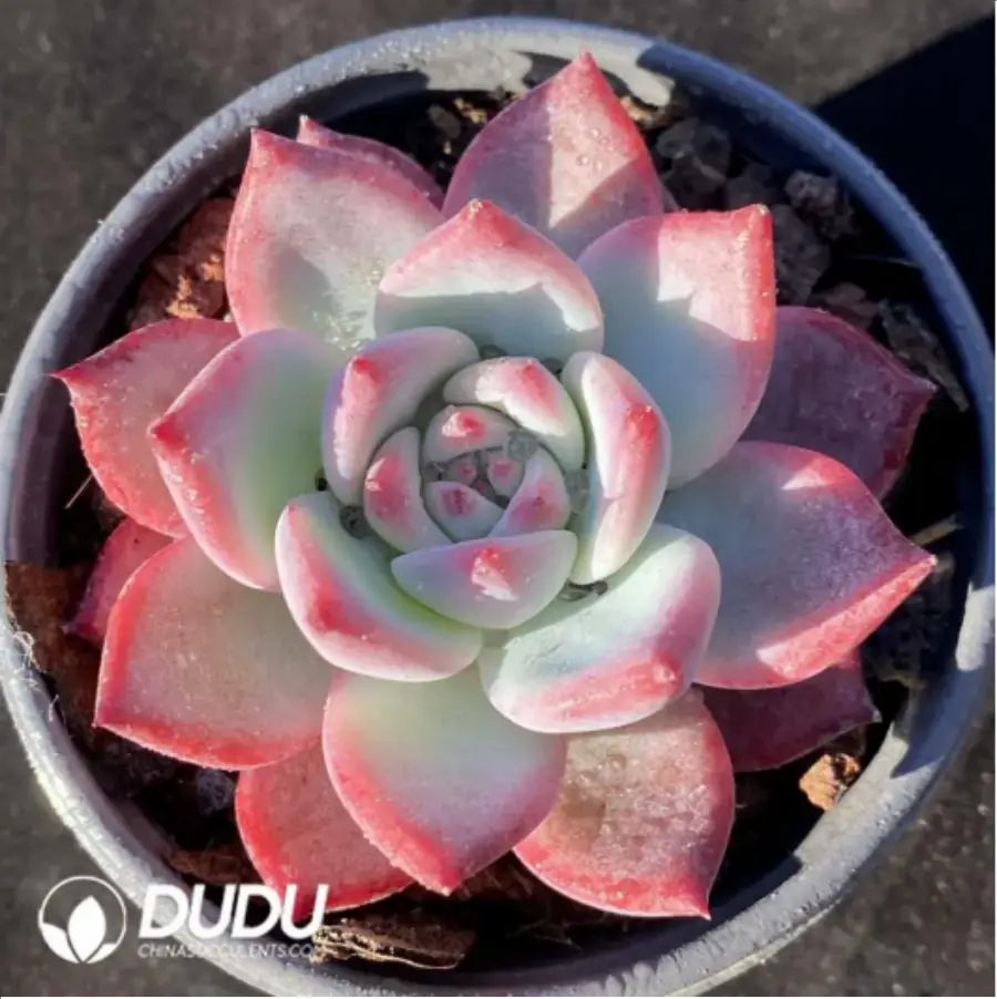 1756117655-1-186.webp Echeveria Diamond corolla - Image 1