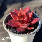 Echeveria Romeo Rubin - Image 2