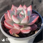 Echeveria Diamond corolla - Image 2
