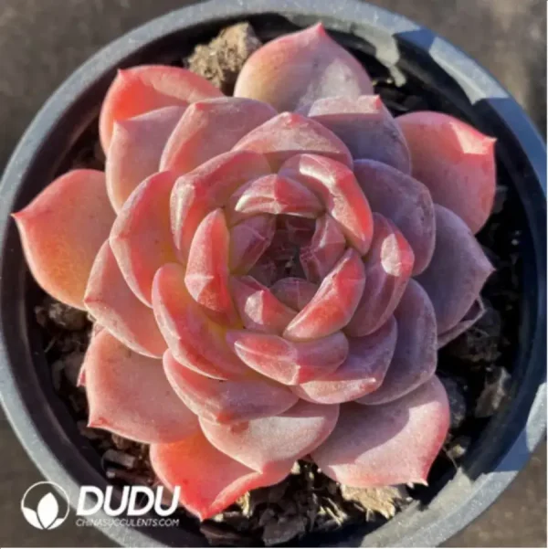 1756117657-1-184.webp Echeveria Velvet - Image 1