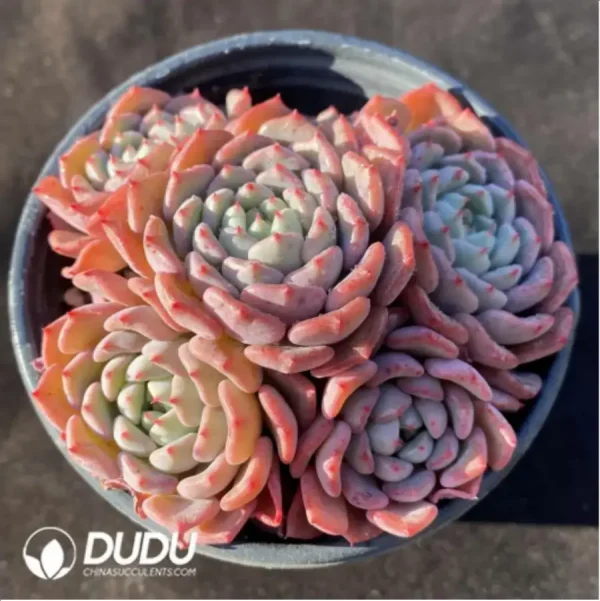 Echeveria Cute bubble Clustering - Image 1