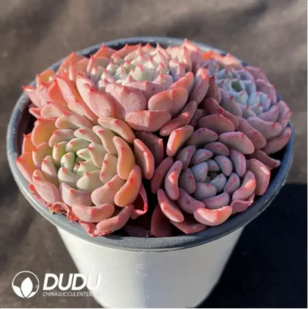 Echeveria Cute bubble Clustering - Image 2