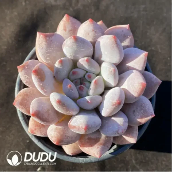 Echeveria Pinellia ternata - Image 1