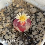 Conophytum Hedinghong Cut cake
