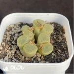 Conophytum Cherry Blossom Wind Chimes 1head - Image 2