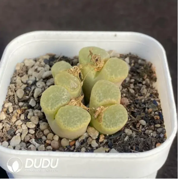 Conophytum Cherry Blossom Wind Chimes 1head - Image 2