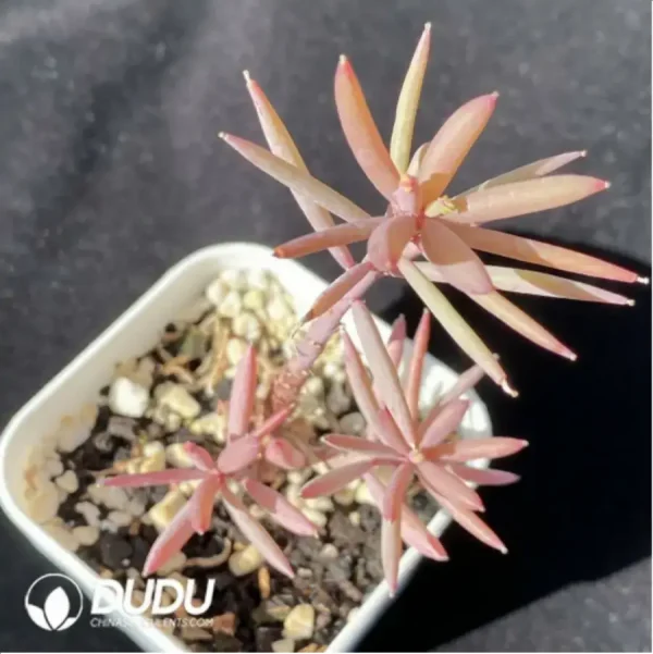 1756117675-1-689.webp Oxalis Nidulans Pom Pom - Image 1