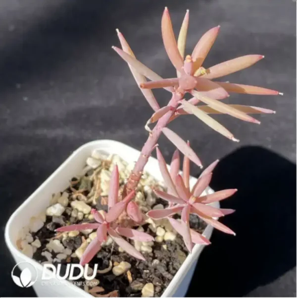 1756117676-2-419.webp Oxalis Nidulans Pom Pom - Image 2