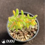 Dicrocaulon Pencil - Image 2