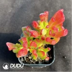 Crassula Ovata Gollum