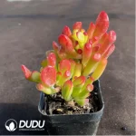 Crassula Ovata Gollum - Image 2