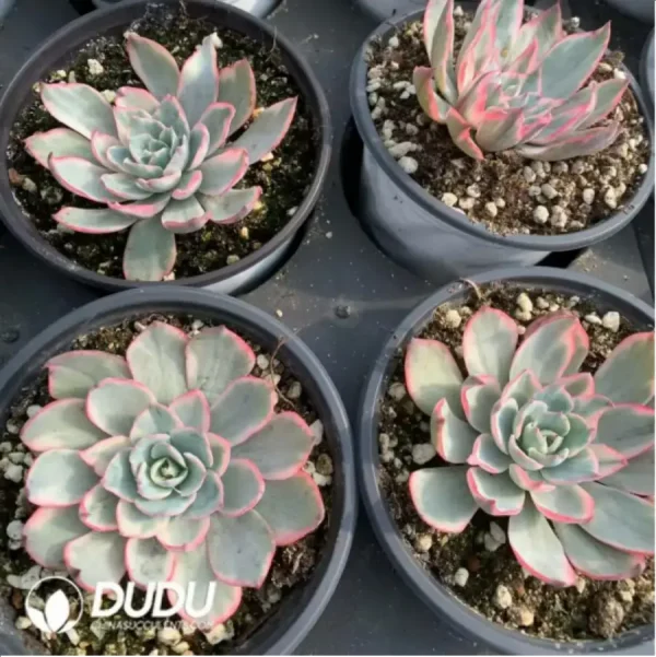 1756117691-1-165.webp Echeveria Amistar variegated - Image 1