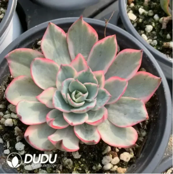 1756117692-2-165.webp Echeveria Amistar variegated - Image 2