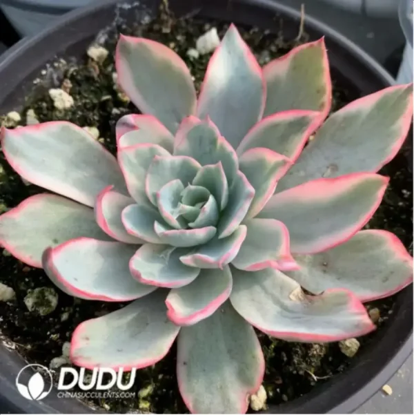 1756117694-3-65.webp Echeveria Amistar variegated - Image 3