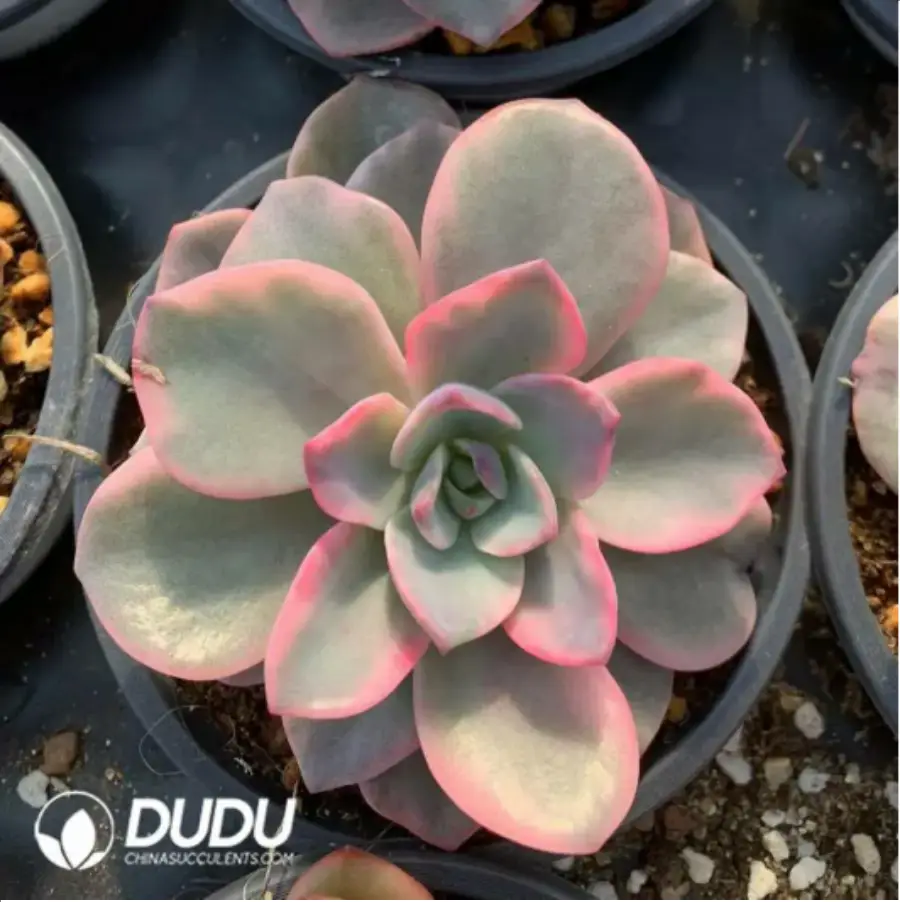 1756117729-1-492.webp Echeveria Halin Pink Variegated - Image 1