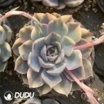 Echeveria Fiona Varigated