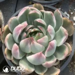 Echeveria Crystal Lovers Variegated - Image 2
