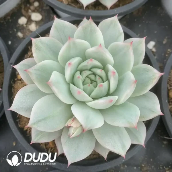 1756117780-e201-38.webp Echeveria TP Variegated - Image 1