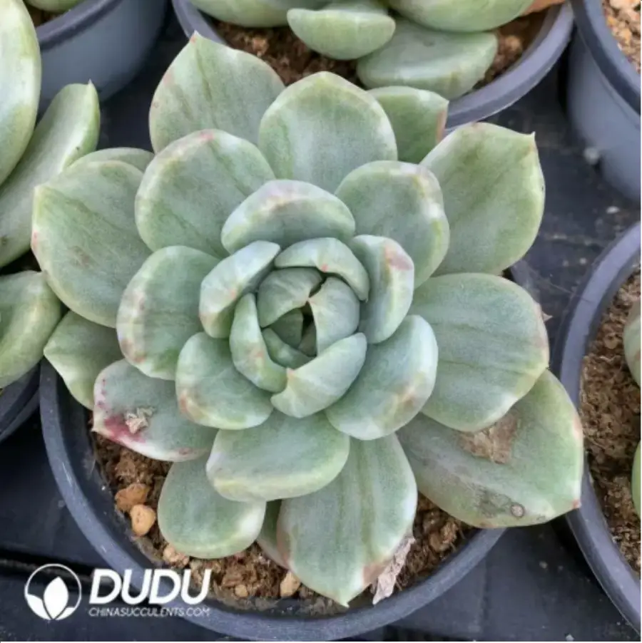1756117782-1-483.webp Echeveria Amethyst Variegated - Image 1