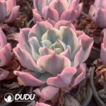 Echeveria Imbricata Variegated