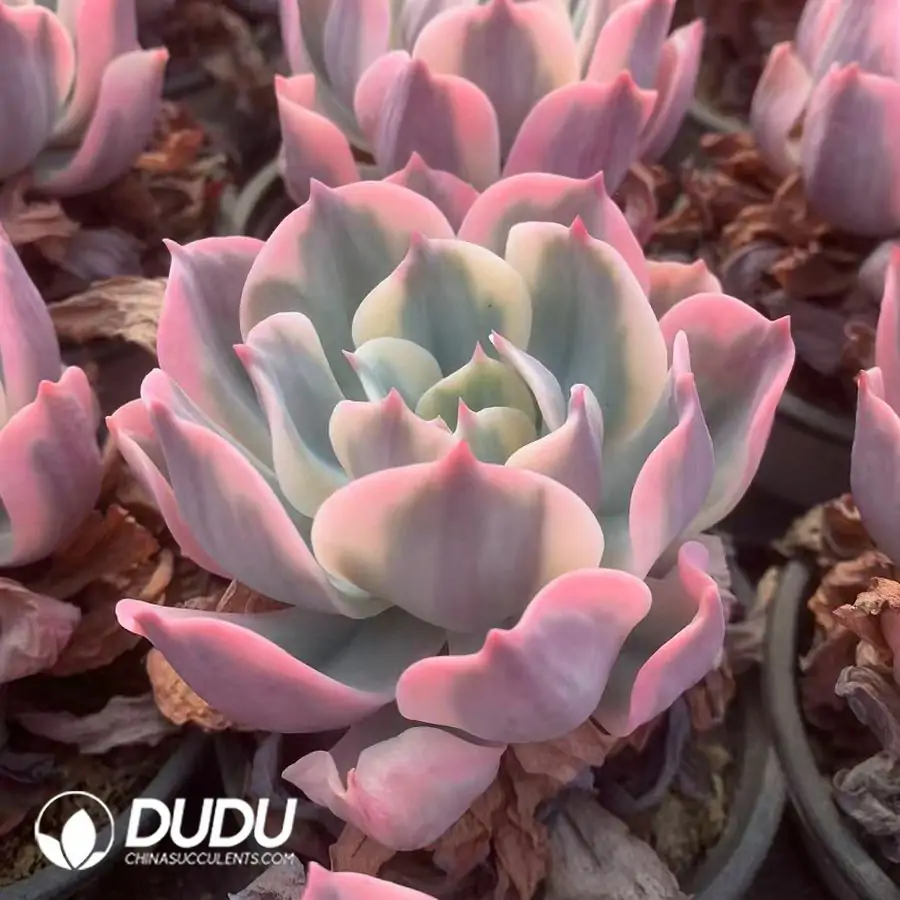 1756117794-e201-40.webp Echeveria Imbricata Variegated - Image 1